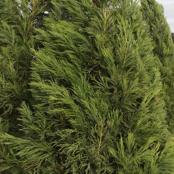 3 Gal. Yoshino Cryptomeria Evergreen Tree CRYYOS03G - The Home Depot