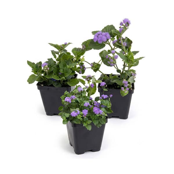 3.25 in. Ageratum Monarch Magic Floss Flower Annual Plant with Purple Flowers (3-Pack)
