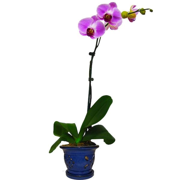Round Blue Shanghai 5 inch Glazed Orchid Pot