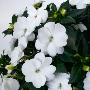 1 Qt. White SunPatiens Impatiens Outdoor Annual Plant with White Flowers (5-Pack)