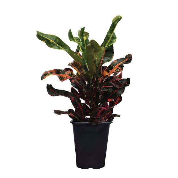2 qt. Mamey Croton Tropical Houseplant in Grower Pot (1-Pack)