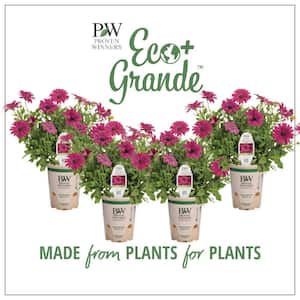 4.25 in. Eco+Grande Bright Lights Purple African Daisy (Osteospermum) Live Plant, Purple Flowers (4-Pack)