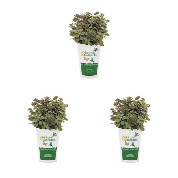 2.5 Qt. Sedum Pure Joy Plant with No Blossom Blossoms in Grower Pot