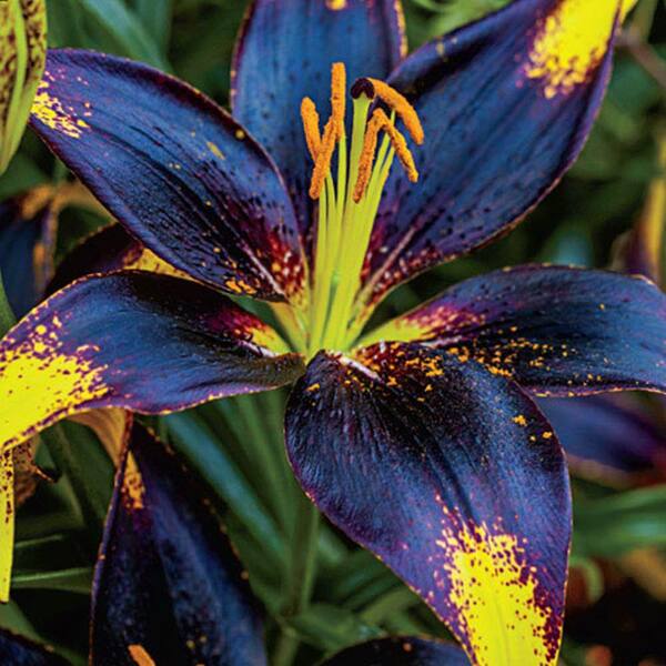 Breck's Lion Heart Lily Bulbs (3-Pack)