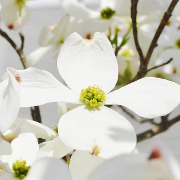 Unbranded 3 Gal. White Flowering Deciduous Dogwood Tree