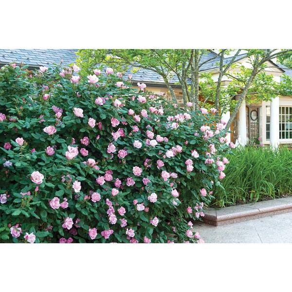 KNOCK OUT 1 Gal. White Knock Out Rose Bush with White Flowers 13170 - The  Home Depot