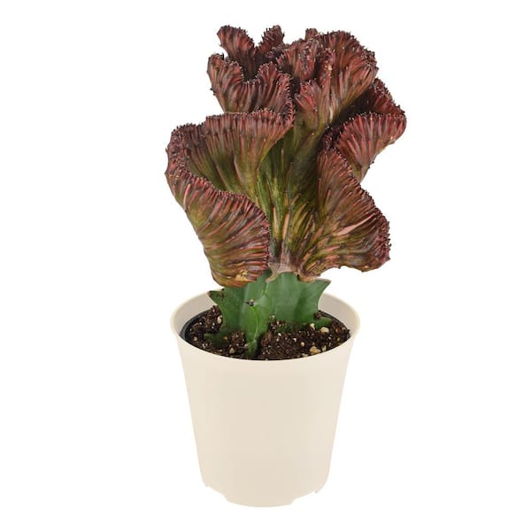 4 in. Red Mermaid Tail Coral Cactus Live Indoor Plant in Beige Plastic Pot Cover