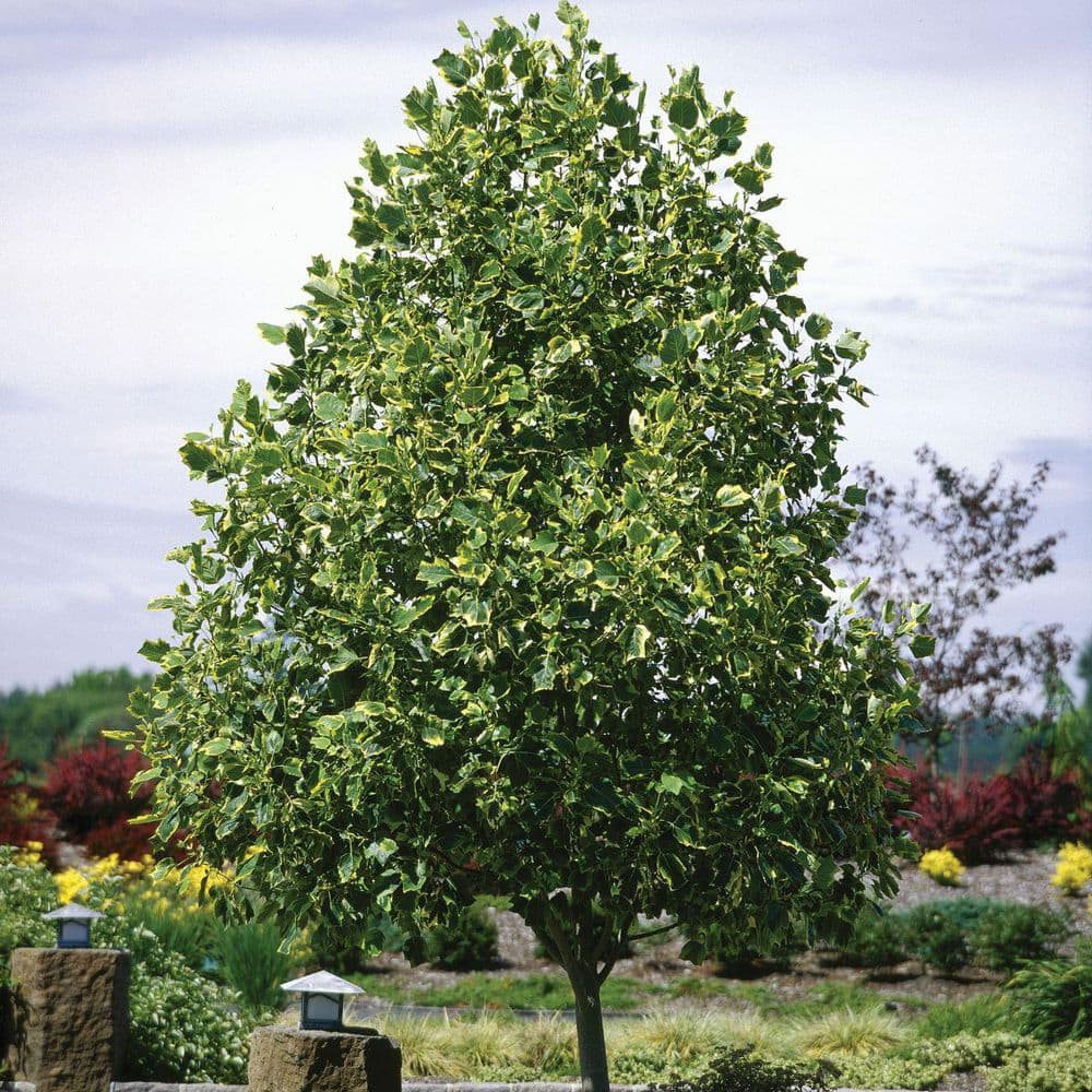 エバーフレッシュ 143cm８号 S-shaped tree form AprystineStyrax3gal_1080x.jpg?