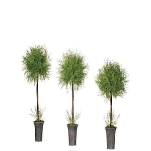 30 in., 26 in. and 23 in. Artificial Potted Feather Fern Topiary - (Set Of 3)