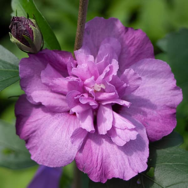 2 Gal. Dark Lavender Chiffon Rose of Sharon (Hibiscus) Plant with Lavender Flowers