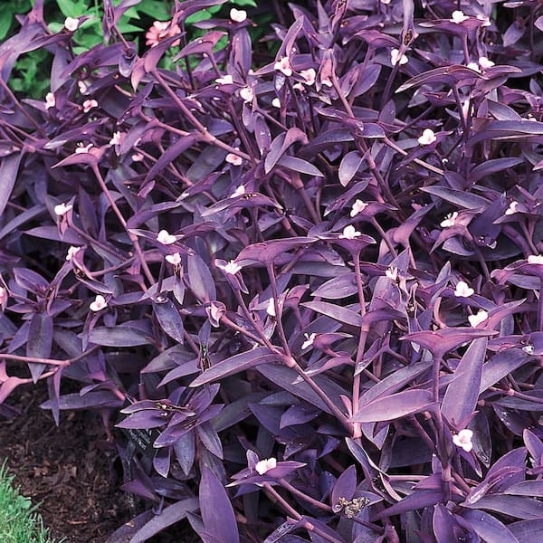 ALTMAN PLANTS 2.5 Qt. Blue Setcreasea Plant