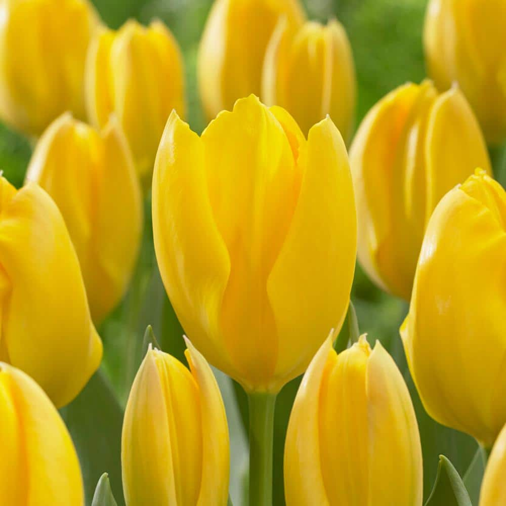 Garden State Bulb 12/+ cm, Fosteriana Yellow Emperor Tulip Flower Bulbs ...