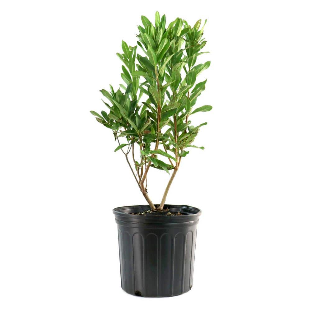 national PLANT NETWORK 3 gal. Native Azalea Varnadoes Pink Phlox