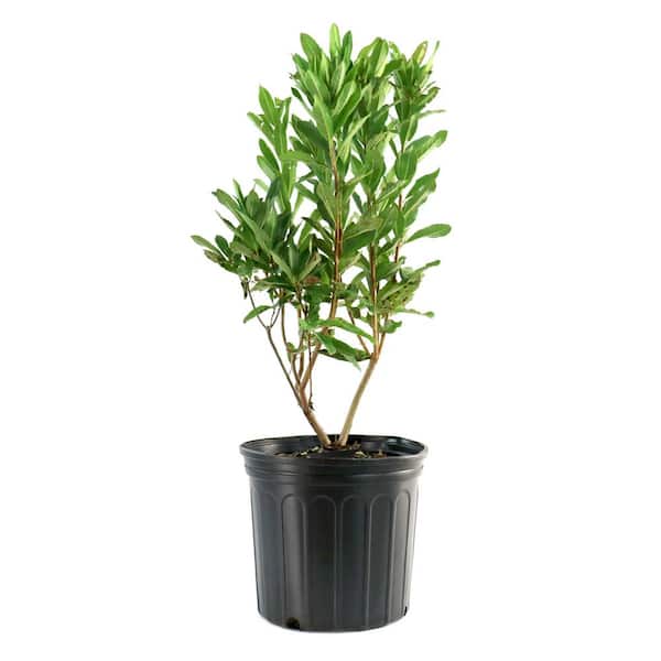 national PLANT NETWORK 3 gal. Native Azalea Varnadoes Pink Phlox