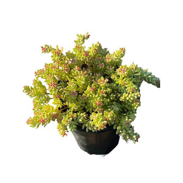 Unbranded Stonecrop Live Plant in Pots, House Plant Decor for Garden and Balcony (3-Pack)