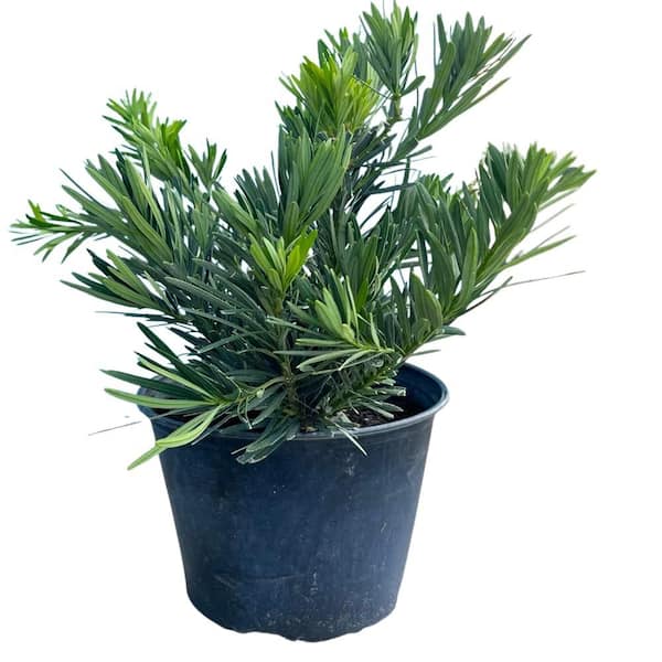 3 Gal. Pringles Podocarpus Dwarf Yew Shrub