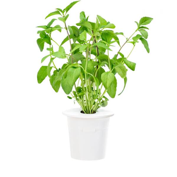 Click and Grow Thai Basil Refill for Smart Herb Garden (3-Pack)