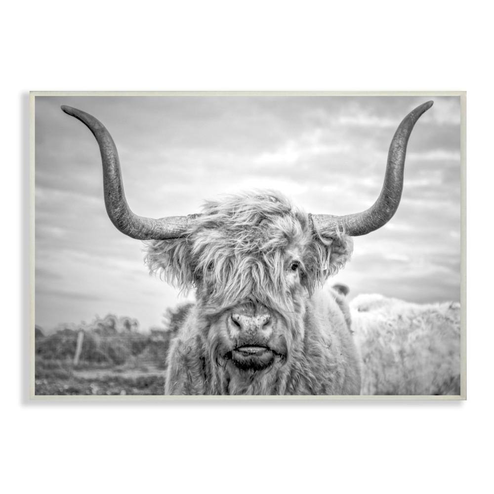 13 in. x 19 in. Black and White Highland Cow Photograph by Joe Reynold
