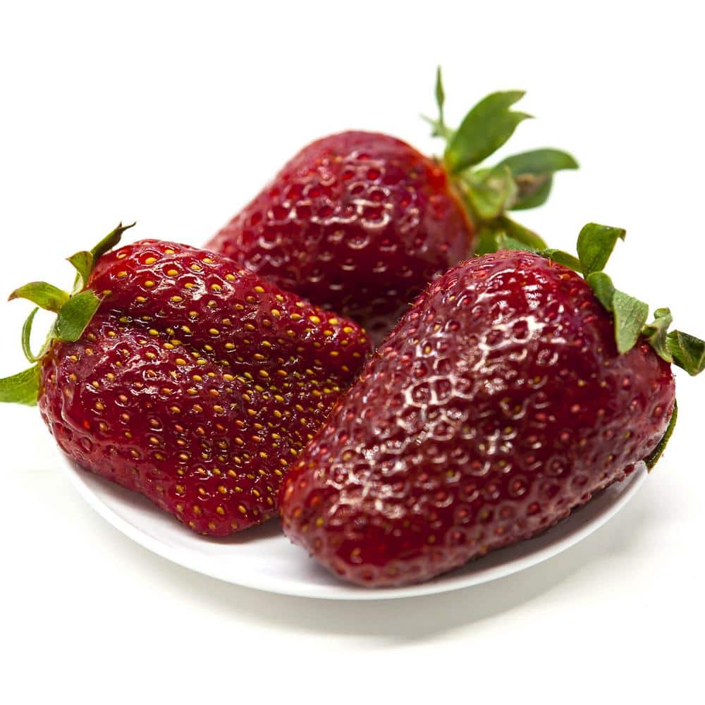 van-zyverden-fruit-plants-