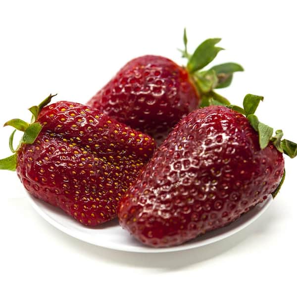 VAN ZYVERDEN Van Zyverden Everbearing Strawberries Ozark Beauty 20-Plant Roots