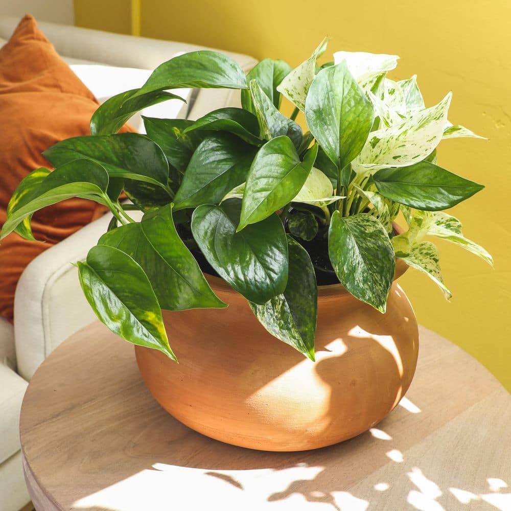 Set of 4 Assorted Pothos in Black Grower Pots