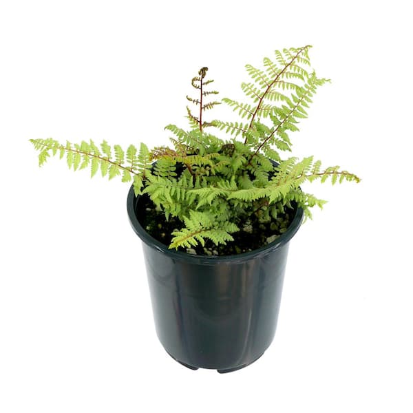 Unbranded 2.5 qt. Perennial Fern Athyrium Limelight (1-Pack)