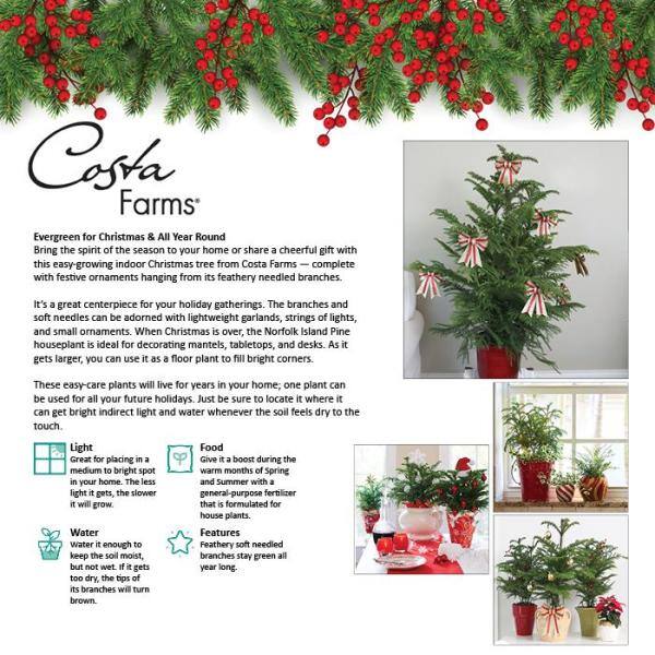 Costa Farms 10in Fresh Norfolk Island Pine In Red Decor Pot 10norfolkpine The Home Depot