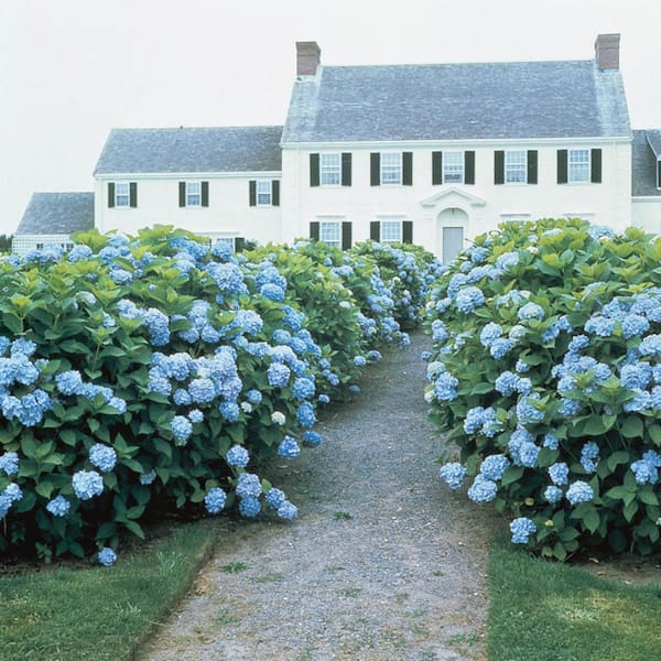 Spring Hill Nurseries 4 in. Pot All Summer Beauty Hydgrangea Deiduous Flowering Shrub (1-Pack)