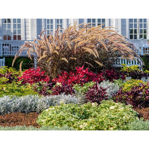2 QT. Annual Pennisetum Rubrum Grass