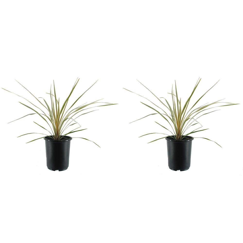 2.5 qt. Perennial Cordyline Dance Cha Cha (2-Pack)