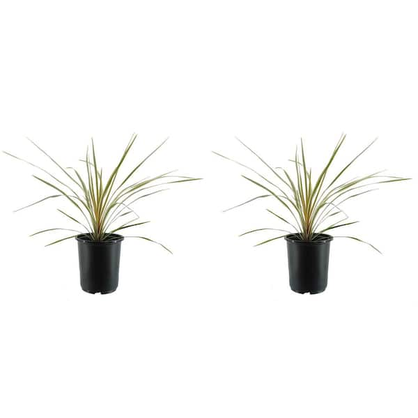 2.5 qt. Perennial Cordyline Dance Cha Cha (2-Pack) 2474 - The Home Depot