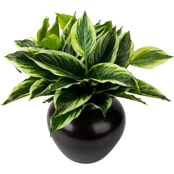 pineapple tomato plant Pineapple Tomato Organic Seeds 225 Seeds / Organic main image 1