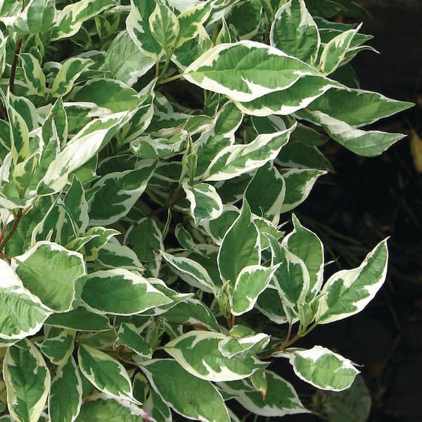 VAN ZYVERDEN 4 in. Cornus Ivory Halo Potted Rocketliners Shrub (Set of 3 Plants)