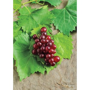 2.50 Qt. RazzMatazz Muscadine Grape (Vitis), Live Deciduous Plant, Seedless Grape Vine (1-Pack)