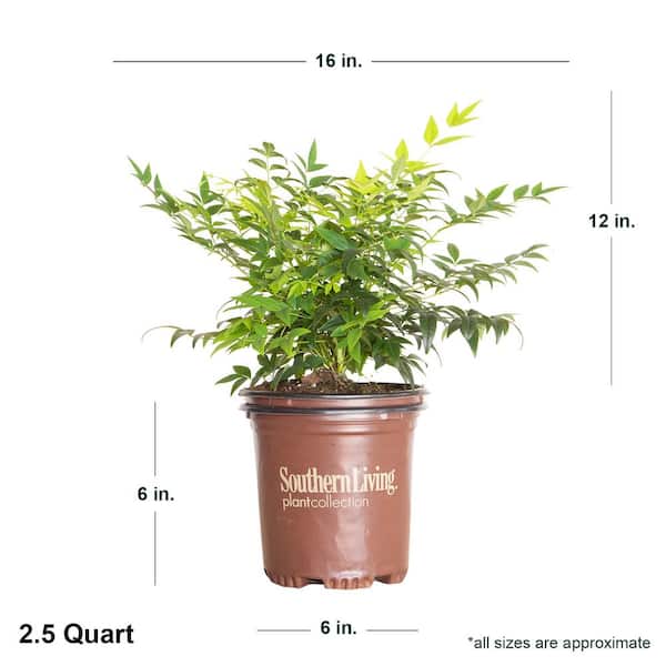 SOUTHERN LIVING 2.5 Qt. Lemon Lime Nandina, Live Evergreen