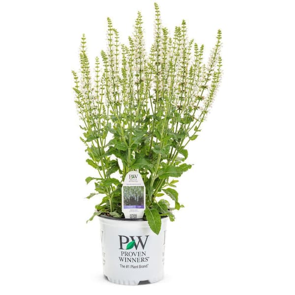 0.65 Gal. White Profusion Perennial Salvia (Salvia Nemerosa) Live Perennial Plant with White Flowers