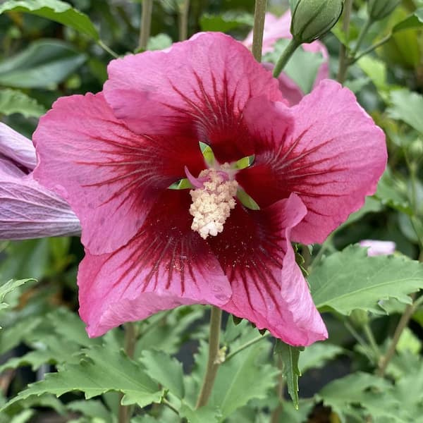 2 Gal. Red Pillar Rose of Sharon (Hibiscus) Shrub with Dark Pink Flowers with Red Centers