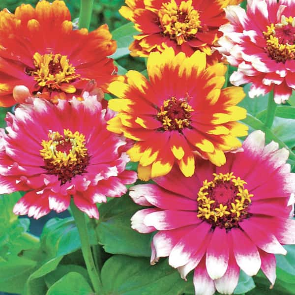 Ferry-Morse Zinnia Carousel Mix Flower Seeds 6752 - The Home Depot
