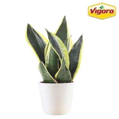 6 in. Sansevieria Snake Plant in White Decor Pot