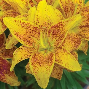 1.5 PT Lily 'Tiny Nugget' Yellow Perennial Plant