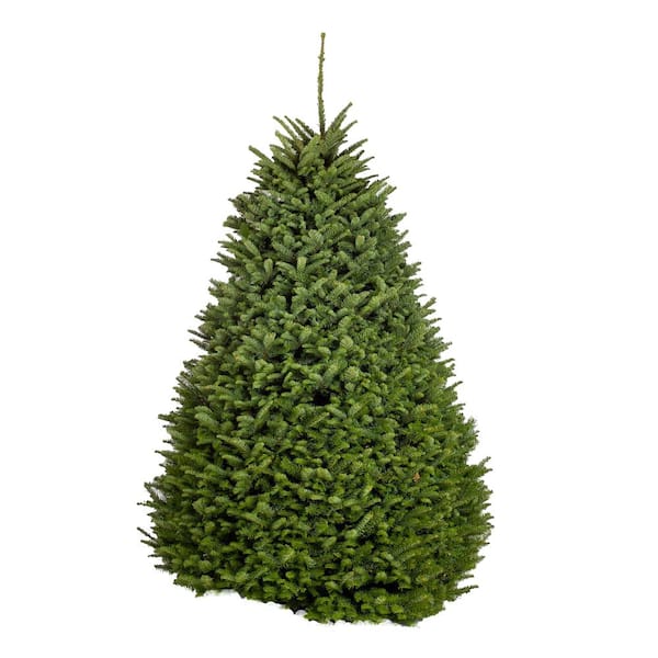 5 6 Ft Freshly Cut Live Abies Noble Fir Christmas Tree 612710 The