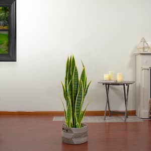 29 in. Artificial Potted Green Striped Leaf Dracaena Snake Plant