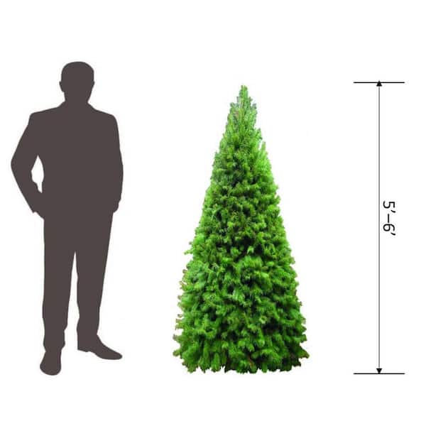 WHAT WE WANT _ 木製Xmas tree Amazon.com: Syhood 6ft Bendable Christmas Tree Whimsical