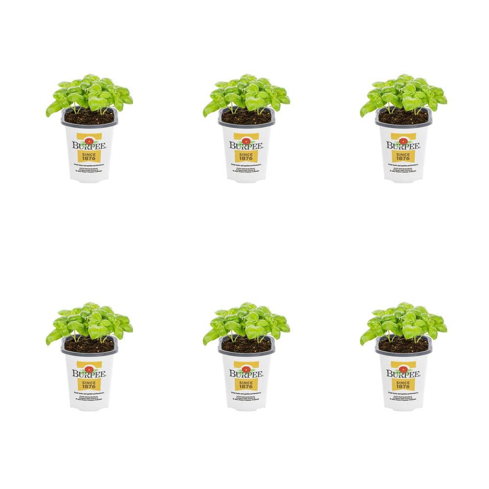 1 Pt. Basil Pesto Party Green Herb Edible Plant (6-Pack) price history on PriceWatchPro