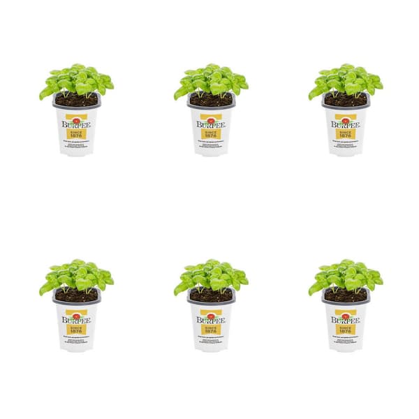 METROLINA GREENHOUSES 1 Pt. Basil Pesto Party Green Herb Edible Plant (6-Pack)