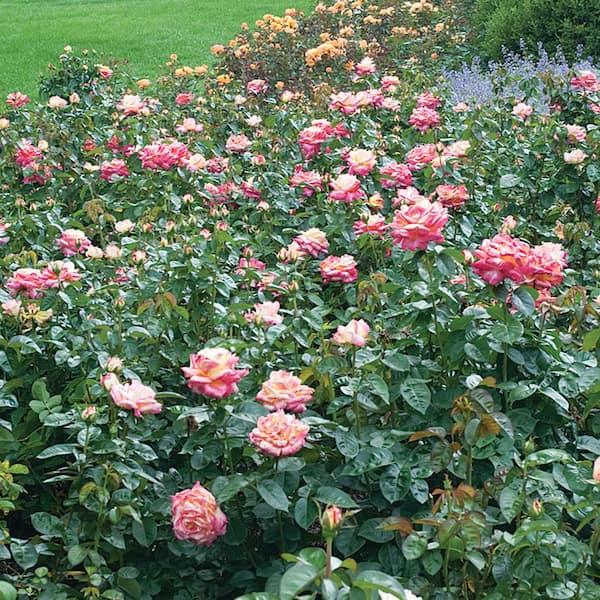 ALTMAN PLANTS 2 Gal. Rose Bush