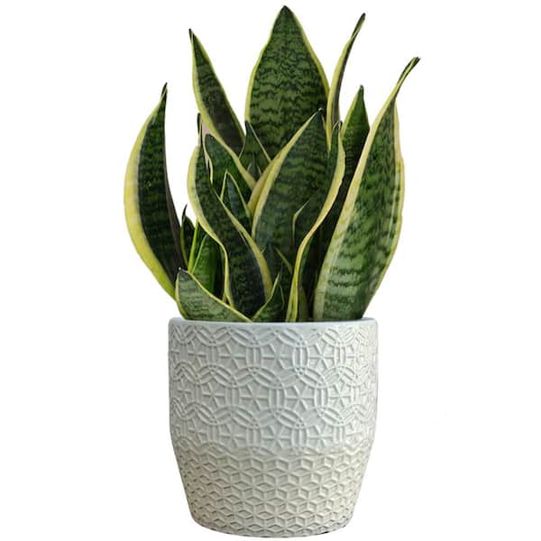 Indoor - Plant Pots - The Home Depot