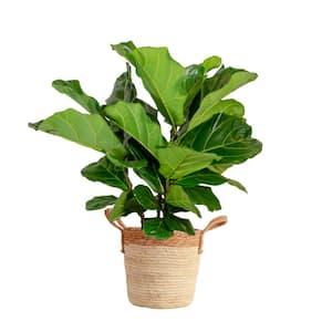 Ficus Lyrata Fiddle Leaf Bush Indoor Floor Plant in 9.25 in. Decor Basket, Avg. Shipping Height 3-4 ft.