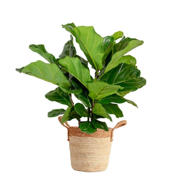 Costa Farms Ficus Lyrata Fiddle Leaf Bush Indoor Floor Plant in 9.25 in. Decor Basket, Avg. Shipping Height 3-4 ft.