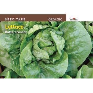 Lettuce Butter-Crunch Organic Seed Tape